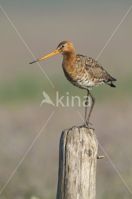 Grutto (Limosa limosa)