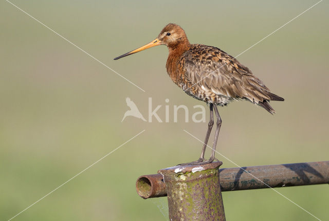 Grutto (Limosa limosa)