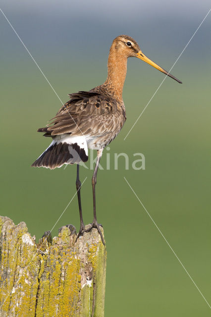 Grutto (Limosa limosa)