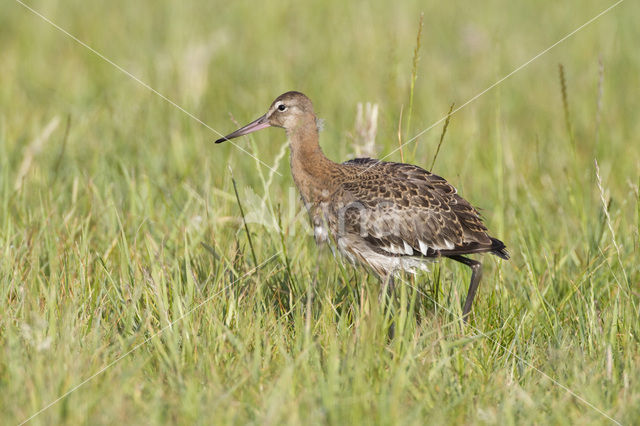 Grutto (Limosa limosa)