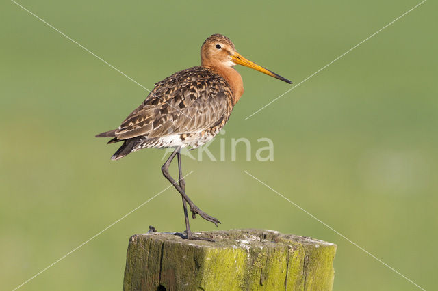 Grutto (Limosa limosa)