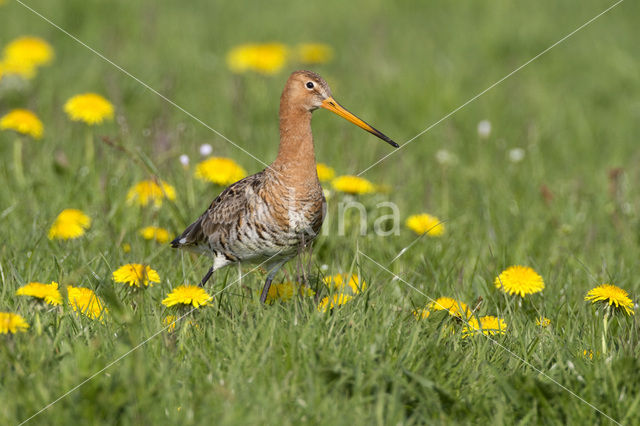 Grutto (Limosa limosa)