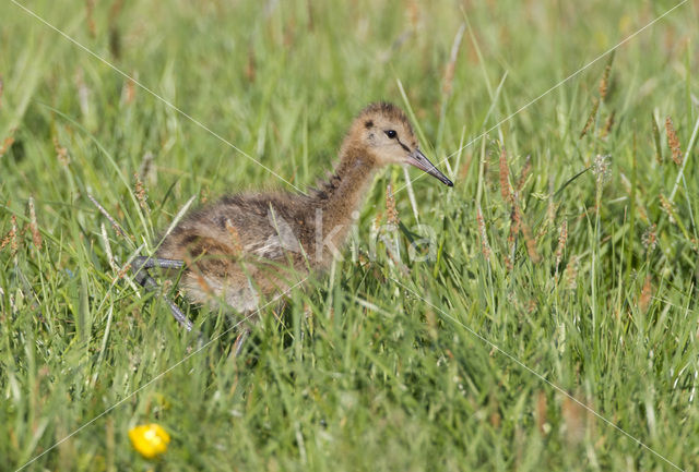 Grutto (Limosa limosa)