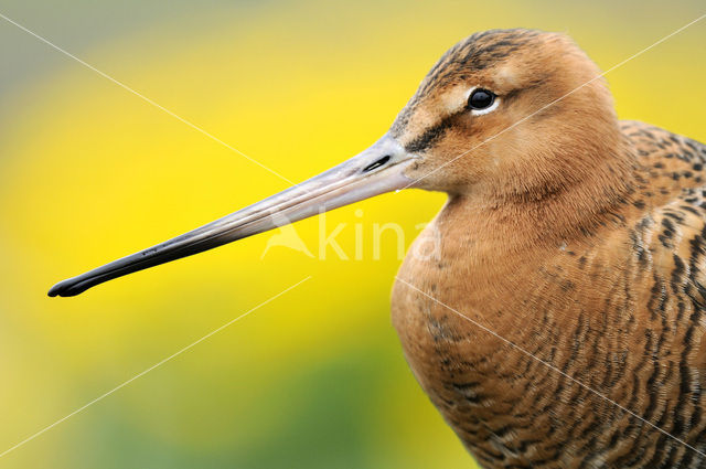 Grutto (Limosa limosa)