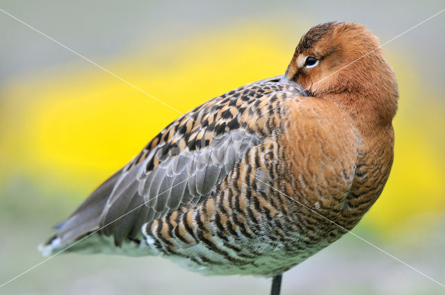 Grutto (Limosa limosa)