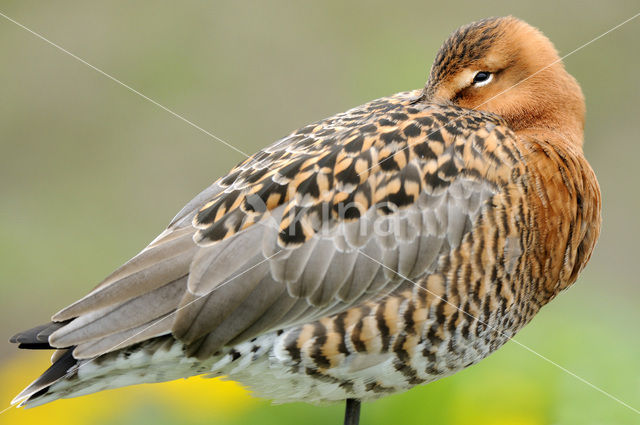 Grutto (Limosa limosa)