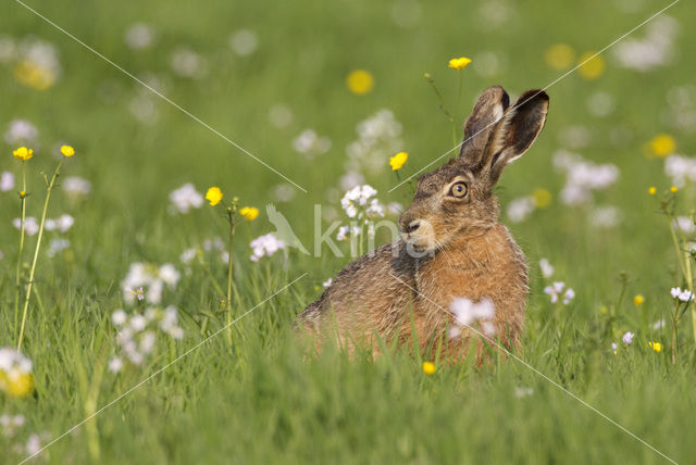 Haas (Lepus europaeus)