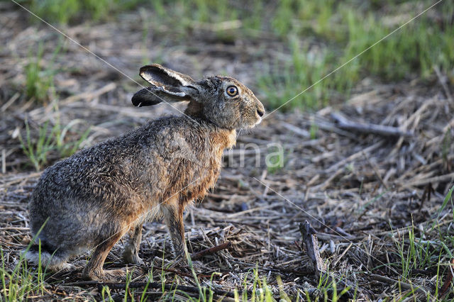 Haas (Lepus europaeus)