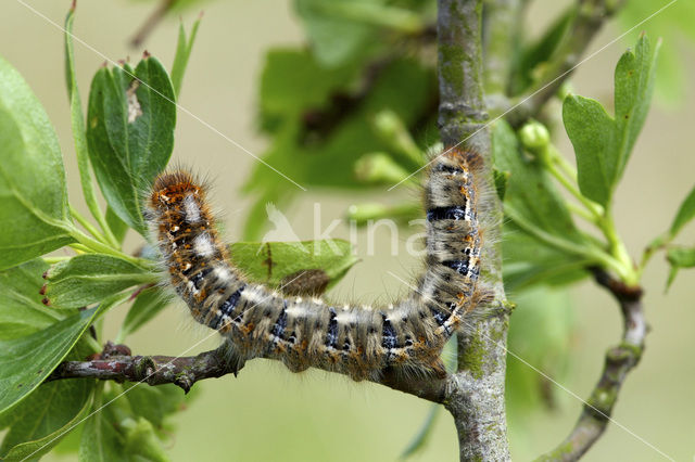 Northern Eggar (Lasiocampa quercus)