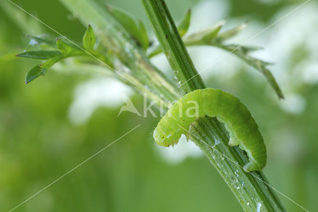 Herfstspanner (Epirrita dilutata)