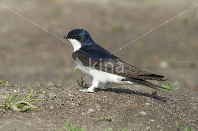 Huiszwaluw (Delichon urbicum)