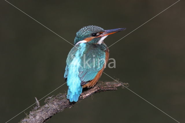 IJsvogel (Alcedo atthis)