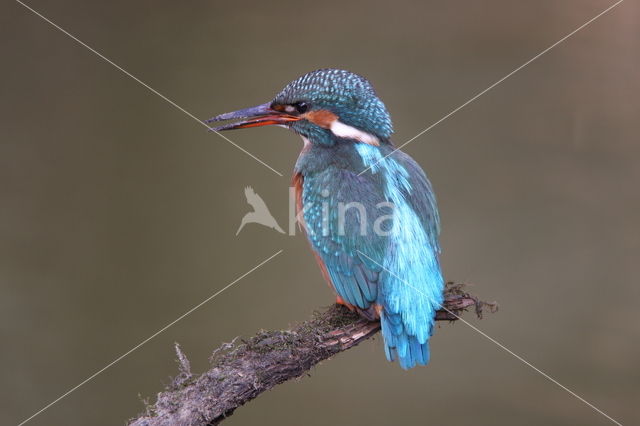 IJsvogel (Alcedo atthis)