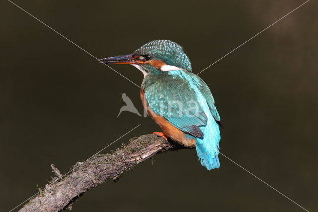 IJsvogel (Alcedo atthis)