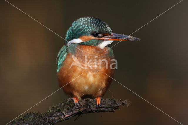 IJsvogel (Alcedo atthis)