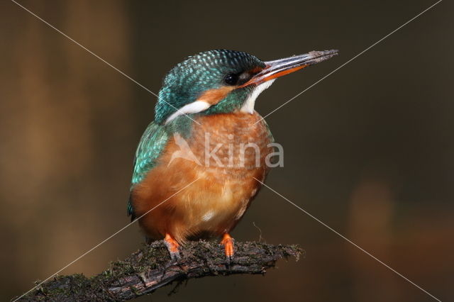 IJsvogel (Alcedo atthis)