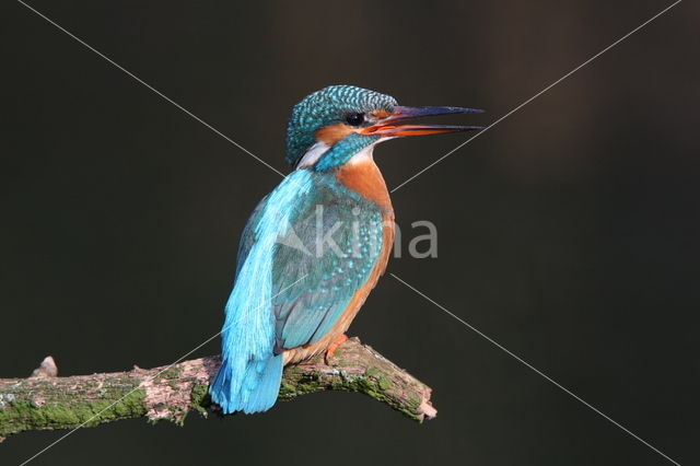 IJsvogel (Alcedo atthis)