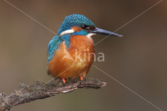 IJsvogel (Alcedo atthis)