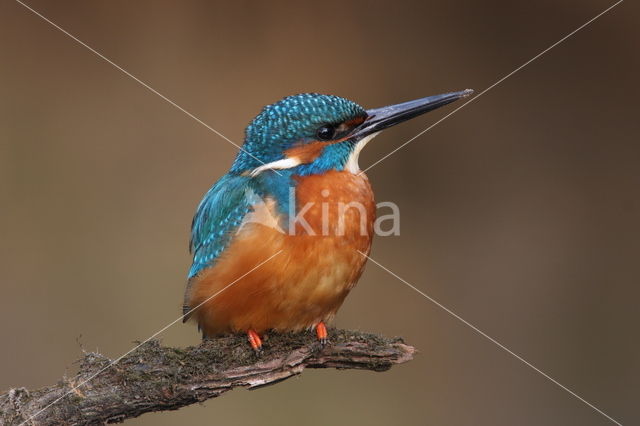 IJsvogel (Alcedo atthis)