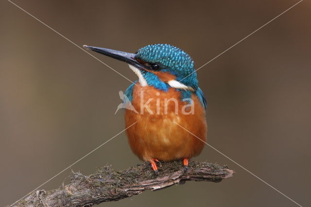 IJsvogel (Alcedo atthis)