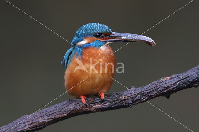 IJsvogel (Alcedo atthis)