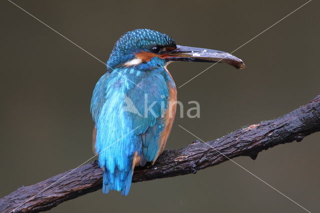 IJsvogel (Alcedo atthis)