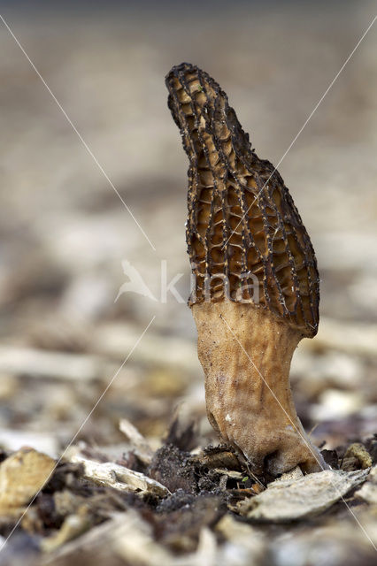 Kegelmorielje (Morchella elata)