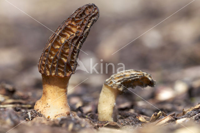 Kegelmorielje (Morchella elata)