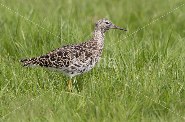 Kemphaan (Philomachus pugnax)