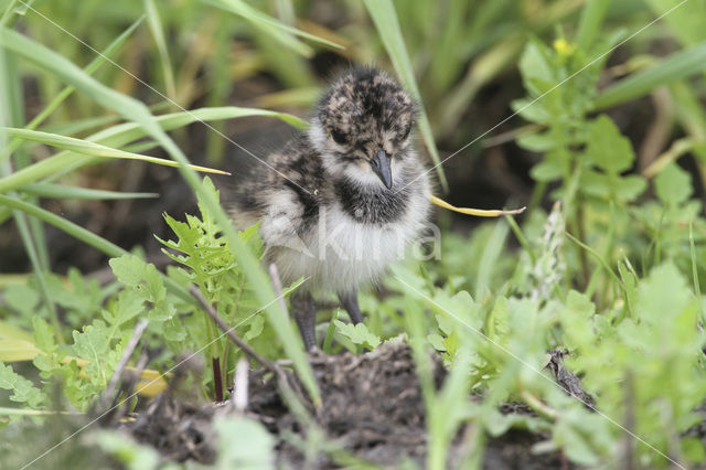 Kievit (Vanellus vanellus)