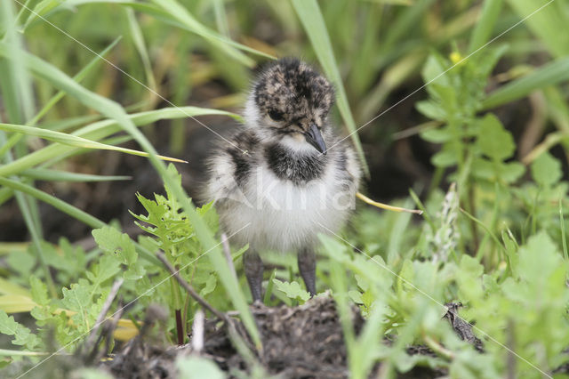 Kievit (Vanellus vanellus)