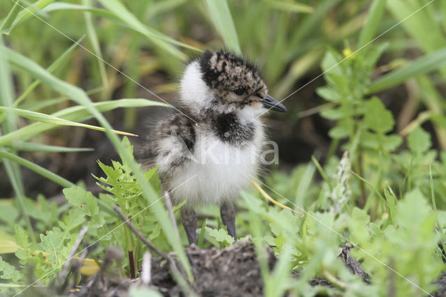 Kievit (Vanellus vanellus)