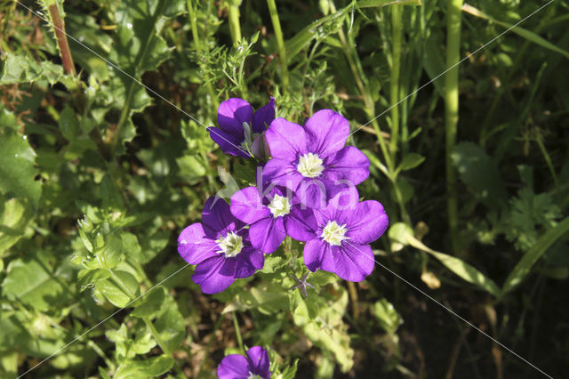 Klein spiegelklokje (Legousia hybrida)