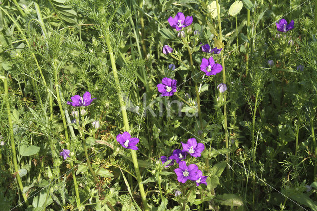 Klein spiegelklokje (Legousia hybrida)