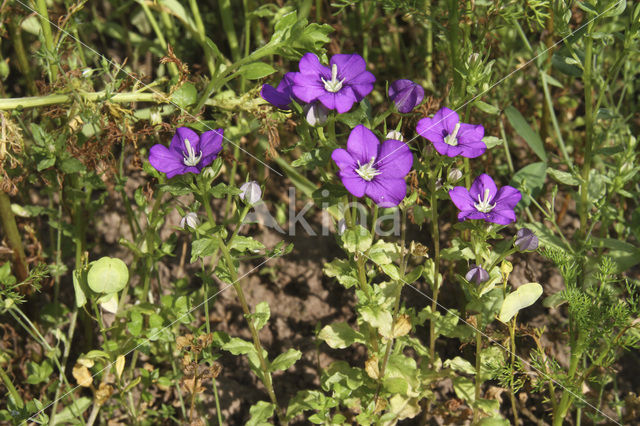 Klein spiegelklokje (Legousia hybrida)