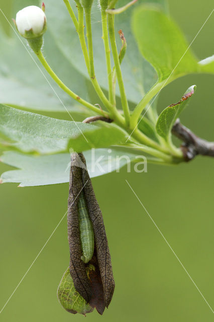 Kleine wintervlinder (Operophtera brumata)