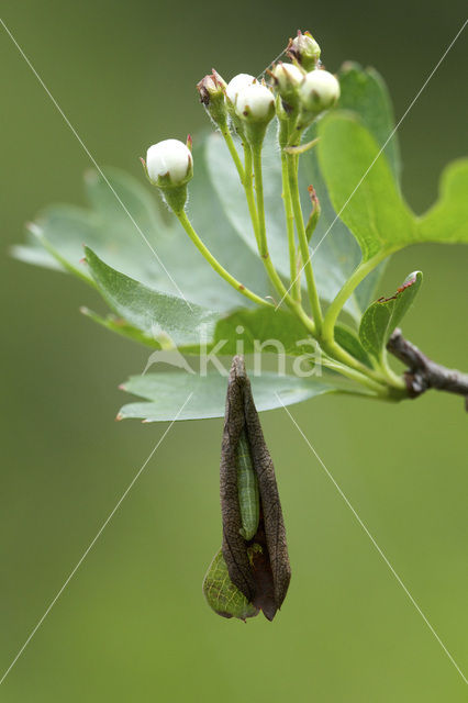 Kleine wintervlinder (Operophtera brumata)