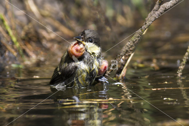 Koolmees (Parus major)