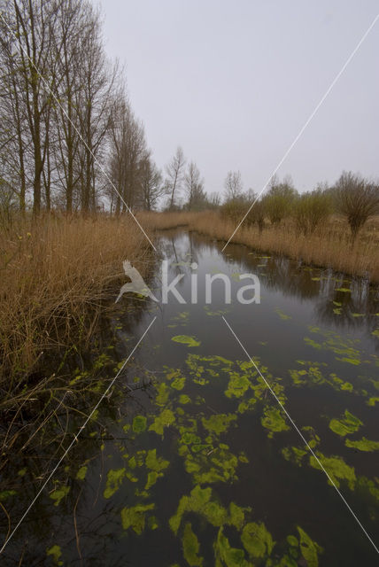 Nationaal Park de Biesbosch