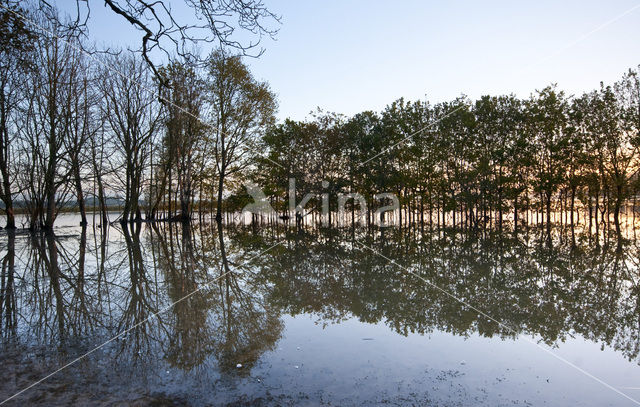 Nationaal Park de Biesbosch