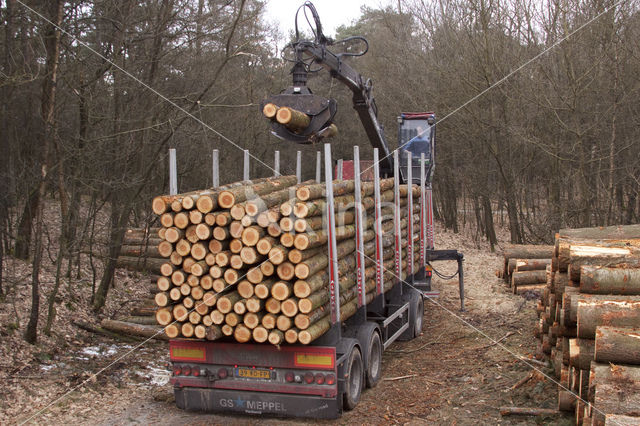 Nationaal Park Drents-Friese Wold