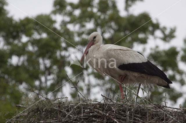 Ooievaar (Ciconia ciconia)