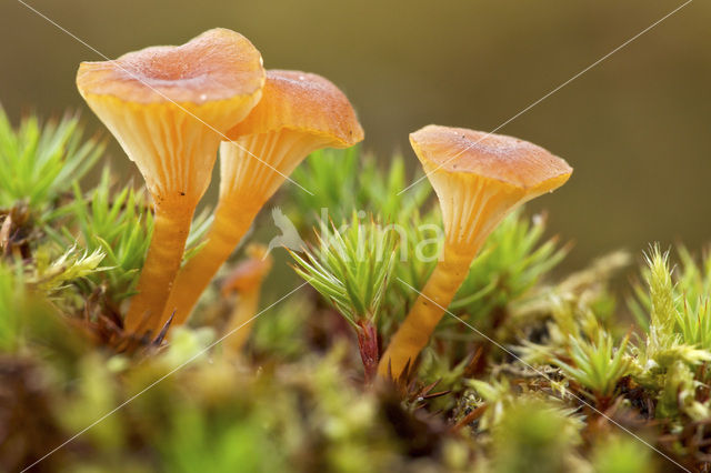 Oranjegeel trechtertje (Rickenella fibula)