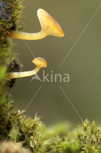 Oranjegeel trechtertje (Rickenella fibula)