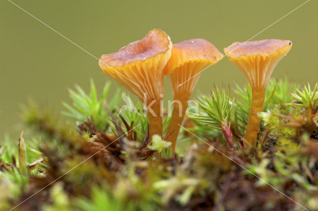 Oranjegeel trechtertje (Rickenella fibula)