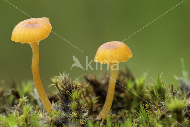 Oranjegeel trechtertje (Rickenella fibula)