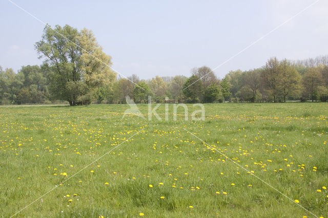 Paardenbloem (Taraxacum vulgare)