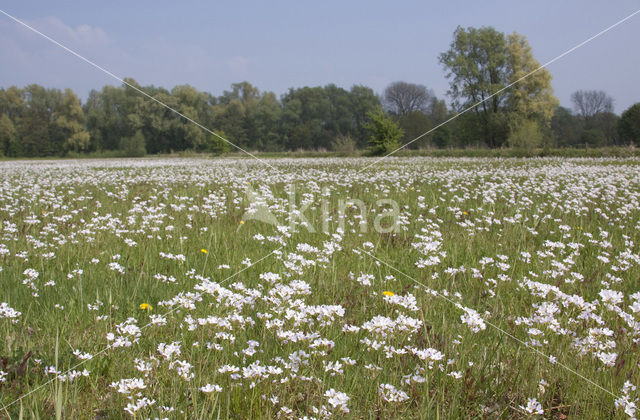 Pinksterbloem (Cardamine pratensis)