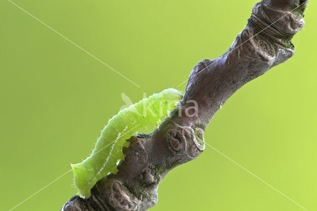 Piramidevlinder (Amphipyra pyramidea)