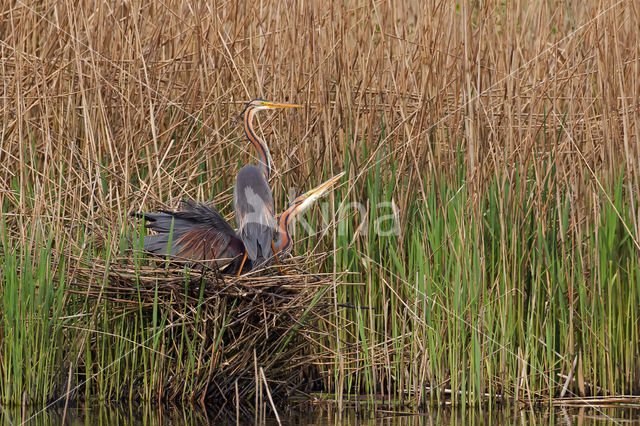 Purperreiger (Ardea purpurea)